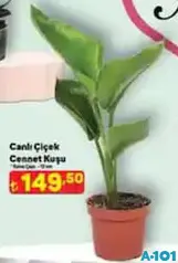 CANLI ÇİÇEK CENNET KUŞU CANLI ÇİÇEK CENNET KUŞU